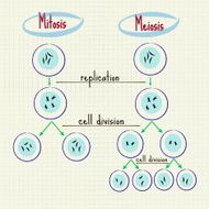 mitosis and meiosis