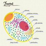 the structure of a single-celled fungus