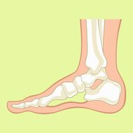 Foot x-ray Vector flat illustration