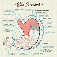 anatomy of the stomach