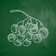 berries icon N2