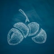 acorns icon N2