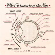 the structure of human eye