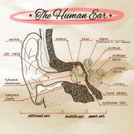 the structure of human ear on old paper