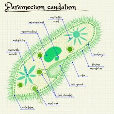the structure of Paramecium saudatum