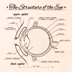 the structure of human eye