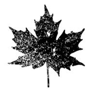 black maple leaf vector