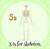 Skeleton N4