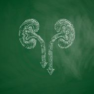 kidneys icon N4