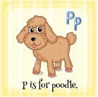 Poodle N2