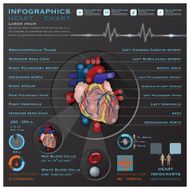 Heart And Blood System Medical Infographic Infochart