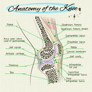 structure of the knee