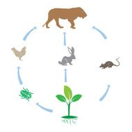 Food Chain N16