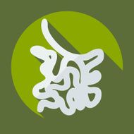 Flat modern design with shadow icons small intestine N6