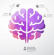 infographic brain education and science concept vector