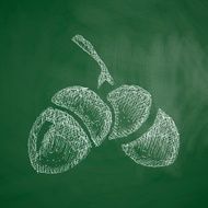 acorns icon N4