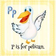 Letter P for pelican