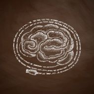 Brain Icon N15
