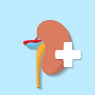 Vector flat kidney icon