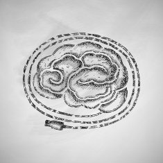 Brain Icon N11