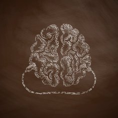 Brain Icon N13