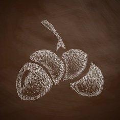 acorns icon N3