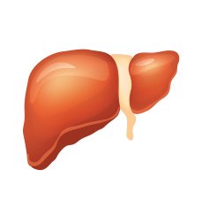 Vector liver illustration
