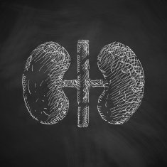 kidneys icon N7