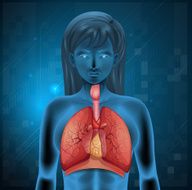 Human respiratory system N2