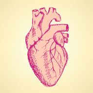 Sketch human heart in vintage style N2