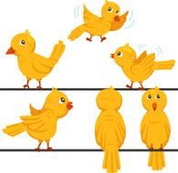 Illustrator of birds funny cartoon