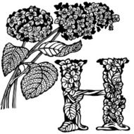 Hydrangea N2