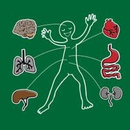 Anatomy diagram blackboard