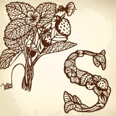 Strawberry N8