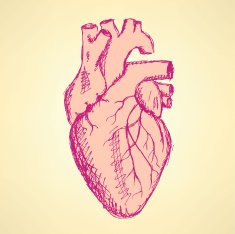 Sketch human heart in vintage style N2