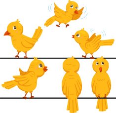 Illustrator of birds funny cartoon