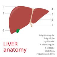Human Liver N2