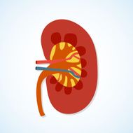 Flat design icon of human kidney anatomy