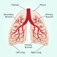 Structure of the lungs