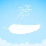 White feather in the sky background