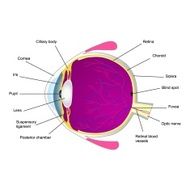 Structure of human eye two