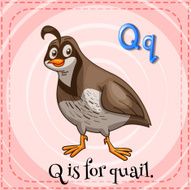 Letter Q N21