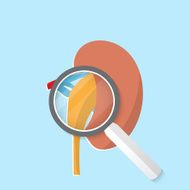 Vector flat kidney icon N2