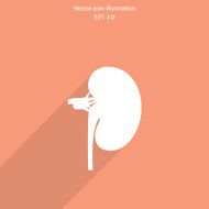 Vector flat kidney icon N3