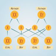 scheme of distribution chromosomes in modern flat design