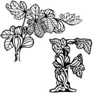 Figs on a branch F