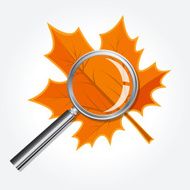 Researching A Maple Leaf