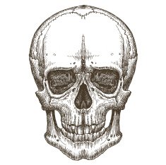 skull vector logo design template death disease or zombie icon