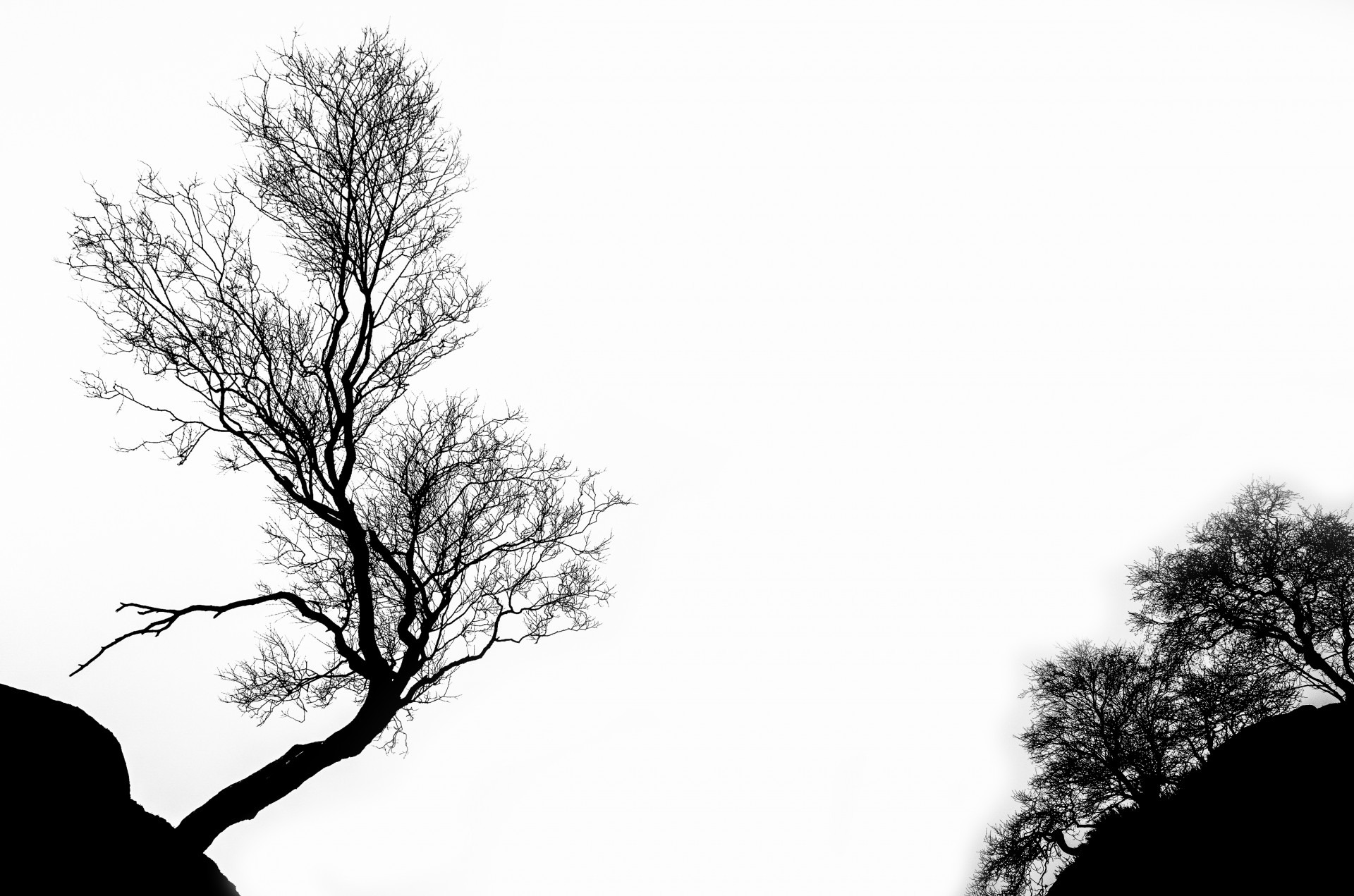 Дерево черно белый силуэт