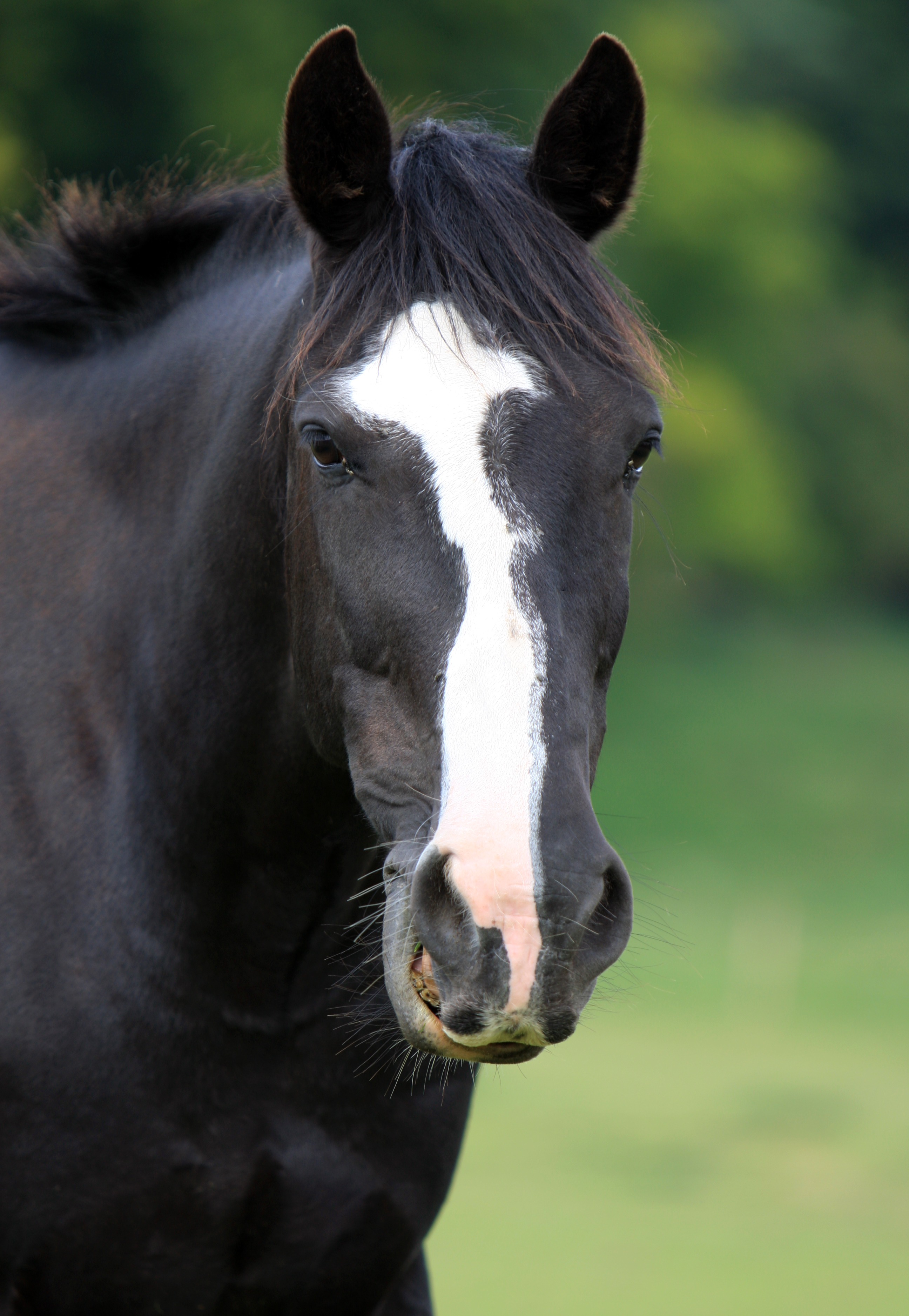 Black horse head portrait free image download